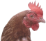 Chicken2